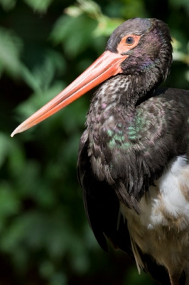 Schwarzstorch