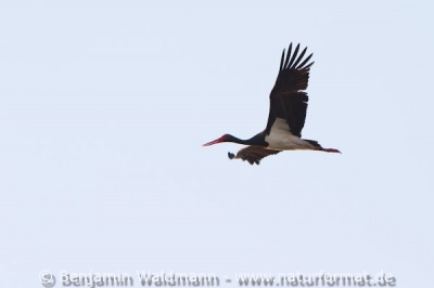 Schwarzstorch