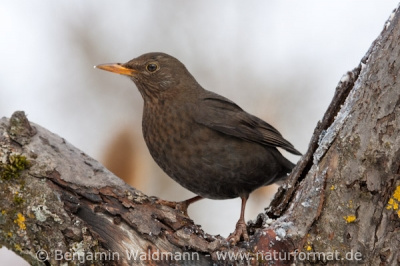 Amsel