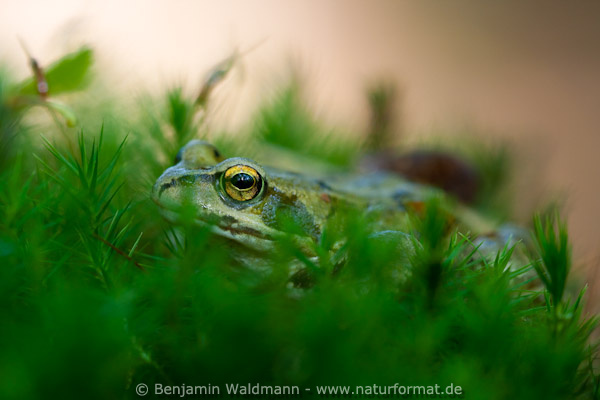 Grasfrosch