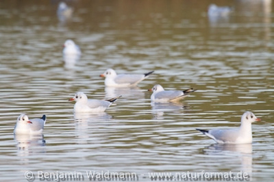 Lachmöwe