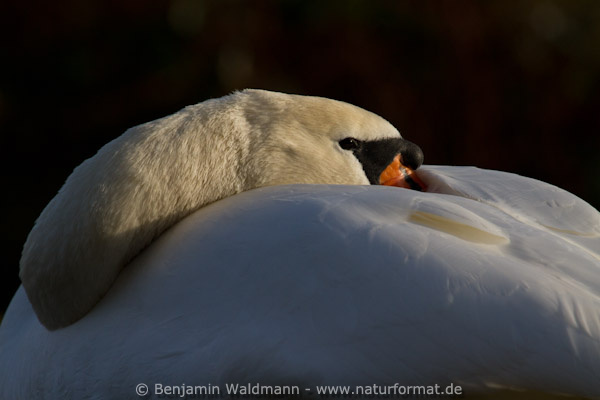 Höckerschwan