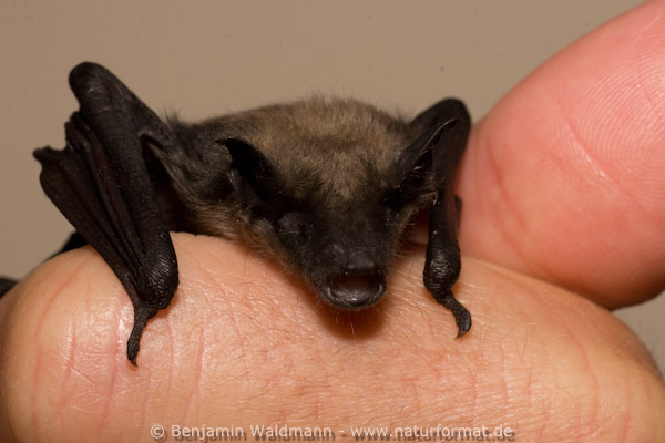 Kleine Bartfledermaus