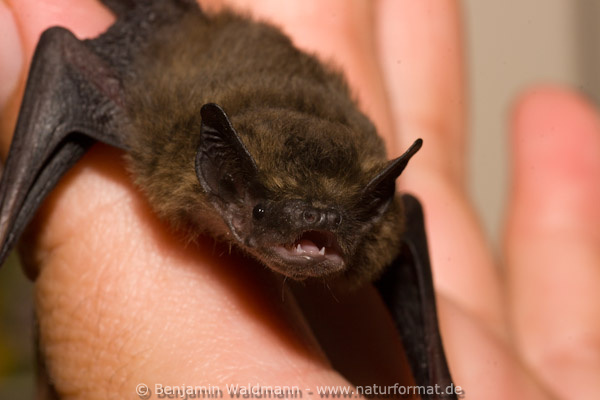 Zwergfledermaus
