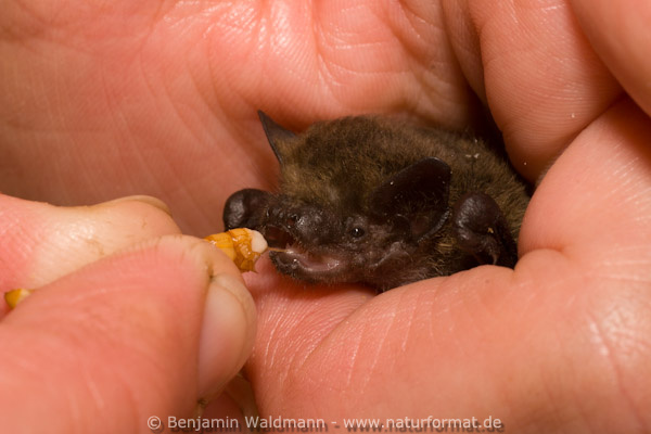 Zwergfledermaus