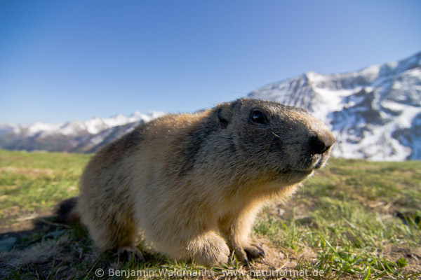 Alpenmurmeltier
