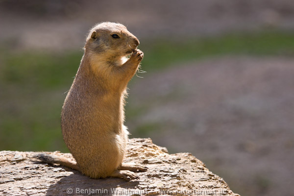 Schwarzschwanz Präriehund