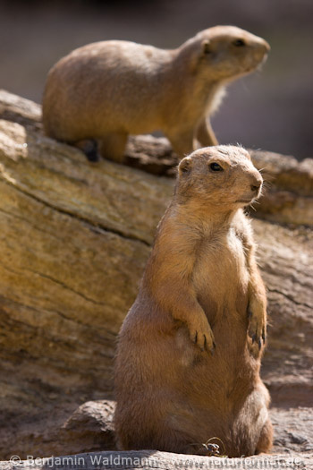 Schwarzschwanz Präriehund