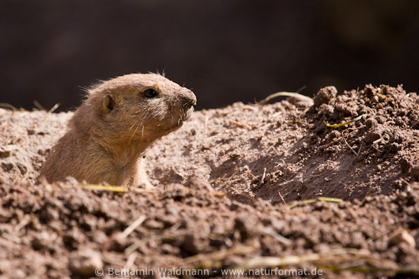 Schwarzschwanz Präriehund