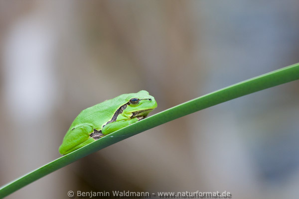 Laubfrosch