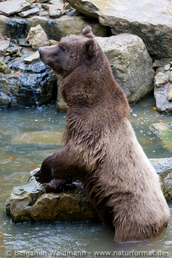 Braunbär