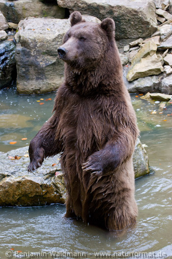 Braunbär