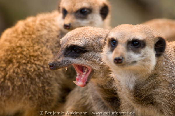 Erdmännchen