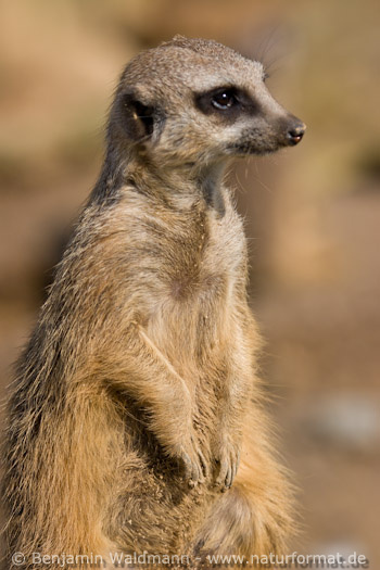 Erdmännchen