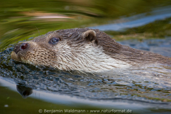 Fischotter