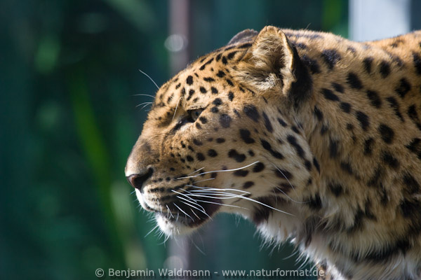 Armur Leopard