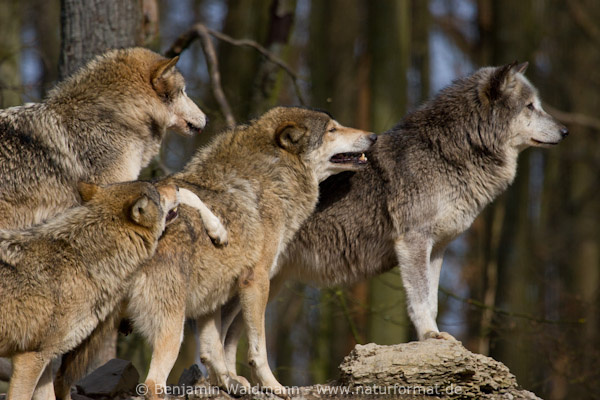 Timberwolf