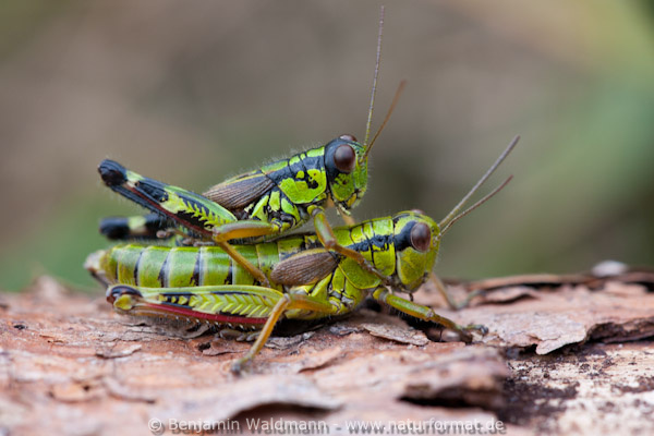 Alpine Gebirgsschrecke