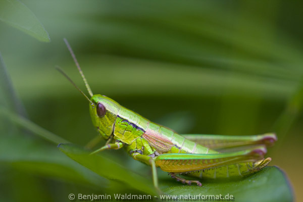Kleine Goldschrecke