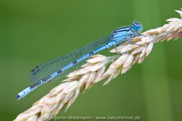 Gemeine Becherjungfer