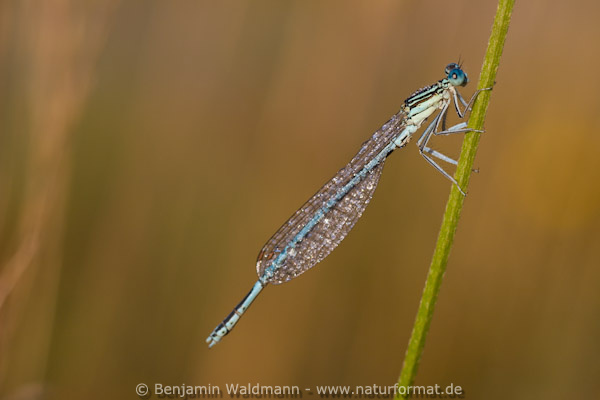 Blaue Federlibelle