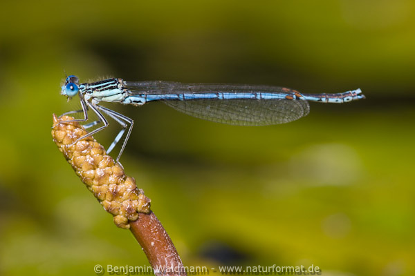 Blaue Federlibelle