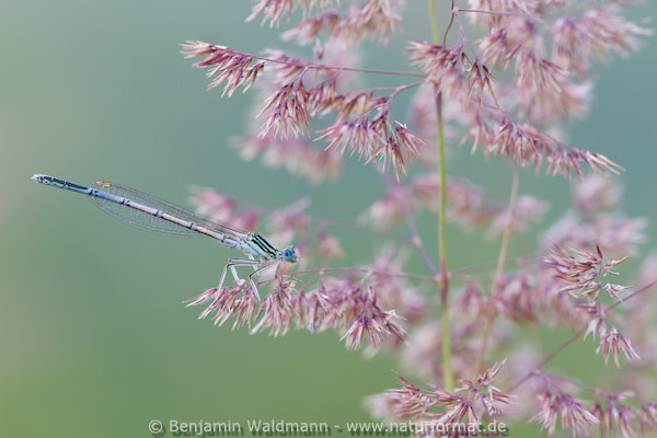 Blaue Federlibelle