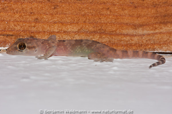 Europäischer Halbfinger 