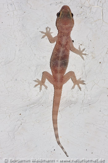 Europäischer Halbfinger 