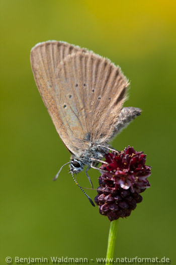 Dunkler Wiesenknopf-Ameisenbläuling