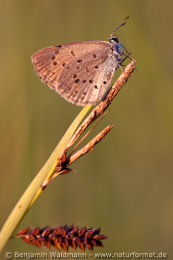 Kreuzenzian-Ameisenbläuling