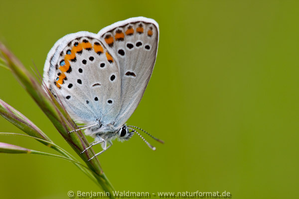 Kronwicken-Bläuling