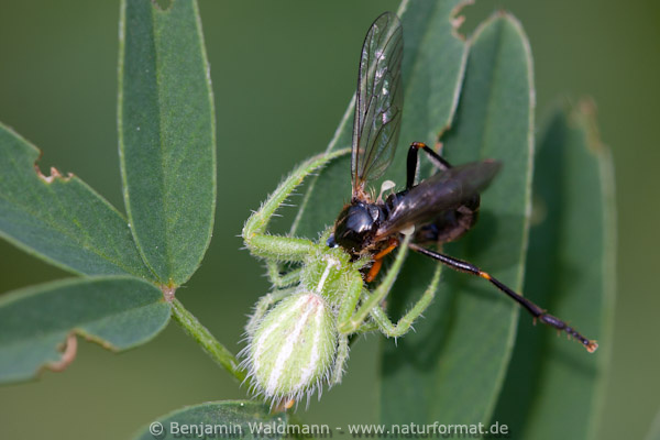 Behaarte Krabbenspinne