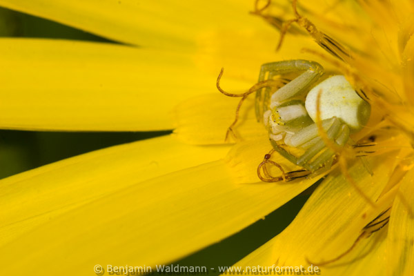 Veränderlicher Krabbenspinne