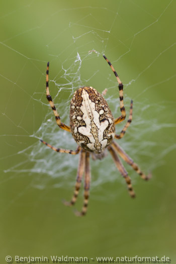 Eichblatt-Radspinne