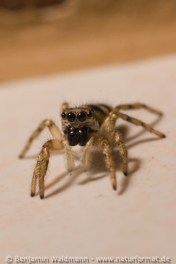Zebraspringspinne