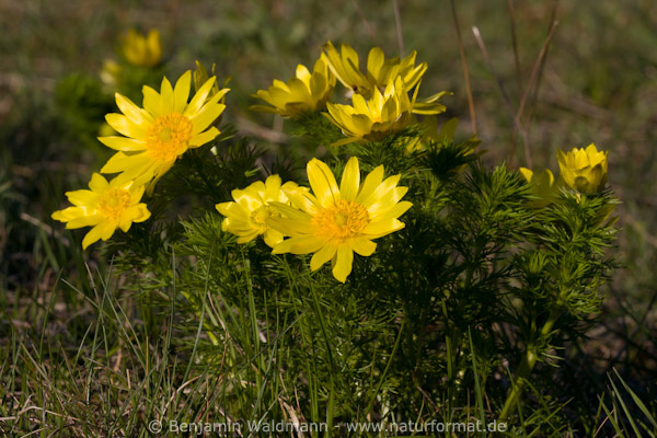 Frühlings-Adonisröschen