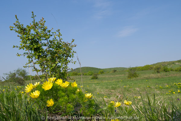 Frühlings-Adonisröschen