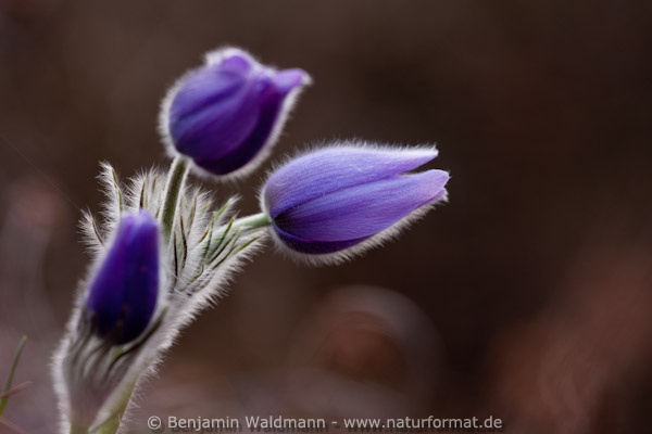 Große Küchenschelle