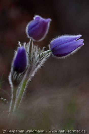 Große Küchenschelle