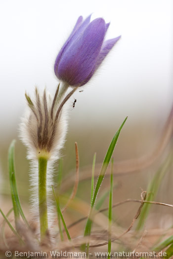 Große Küchenschelle