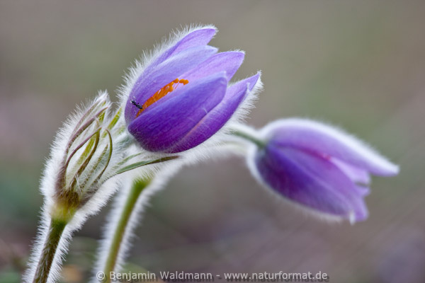 Große Küchenschelle