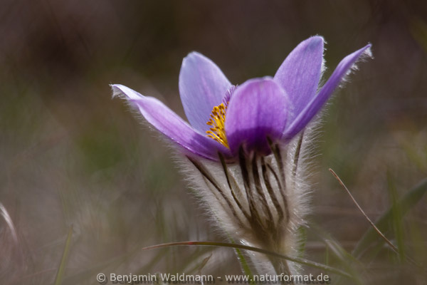 Große Küchenschelle