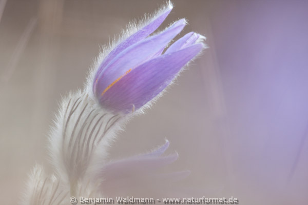 Große Küchenschelle