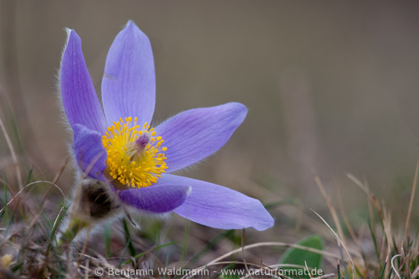 Große Küchenschelle