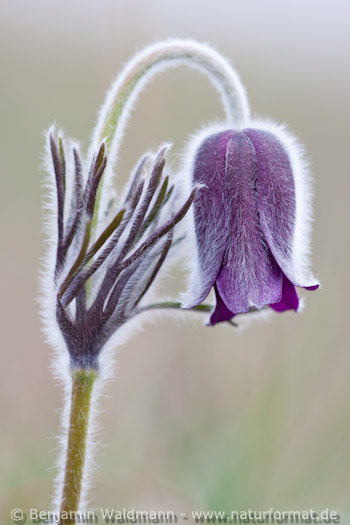 Schwarze Küchenschelle