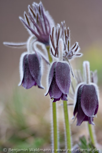 Schwarze Küchenschelle