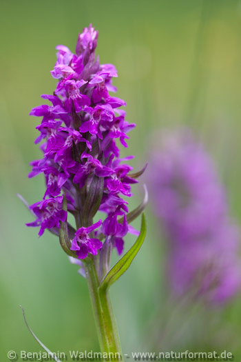 Breitblättriges Knabenkraut