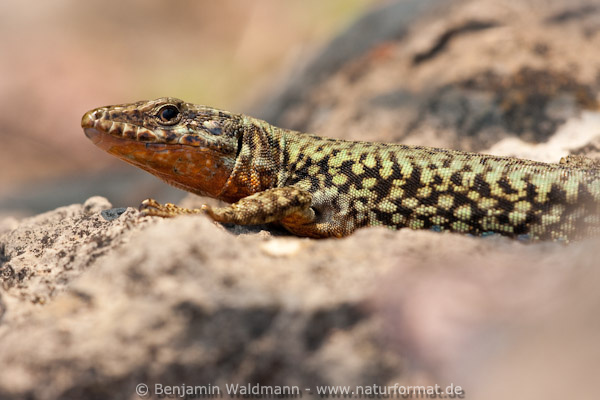 Mauereidechse