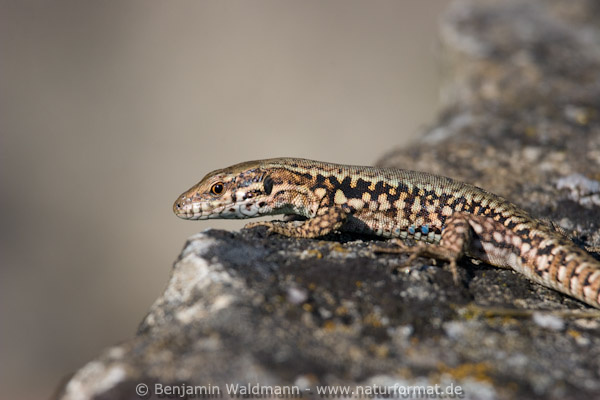 Mauereidechse